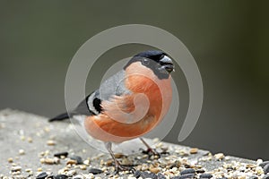 A portrait of a male Eurasian Bullfinch (Pyrrhula pyrrhula).