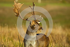 Portrait of male Fallow deer Dama dama in autumn