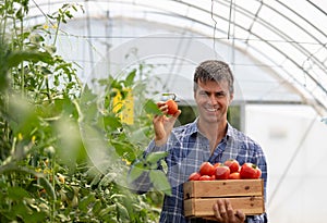 Portrait of male farmer in greenhouse holding tomato and wooden crate