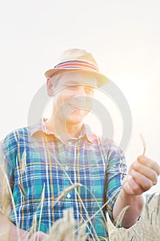 Portrait of male farmer showing wheat crop in field with yellow lens flare