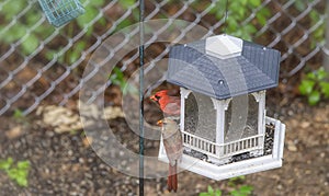 Portrait of a male and female cardinal perched on bird feeder