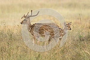 A portrait of a male and female spotted deer