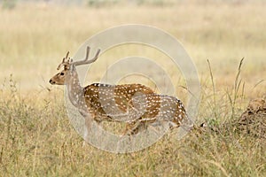 A portrait of a male and female spotted deer