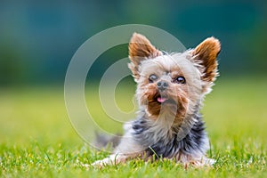 Portrait of male or female Yorkshire Terrier dog