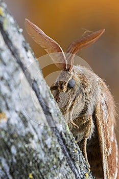 Portrait of male Fox Moth Macrothylacia rubi. Insect of the family Lasiocampidae resting on a trunk