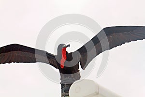 Portrait of male frigatebird (Galapagos, Ecuador)
