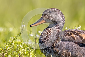 Portrait of Male Gadwall in grassland