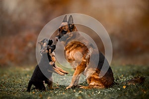Portrait of male german shepherd dog with puppy outdoor