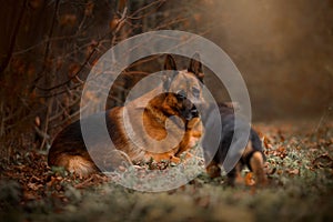 Portrait of male german shepherd dog with puppy outdoor