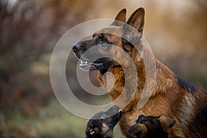 Portrait of male german shepherd dog with puppy outdoor