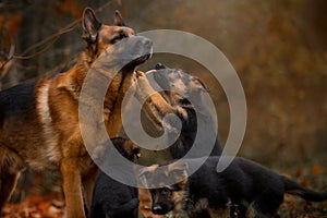 Portrait of male german shepherd dog with puppy outdoor