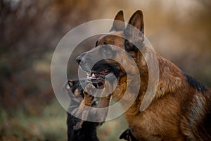 Portrait of male german shepherd dog with puppy outdoor