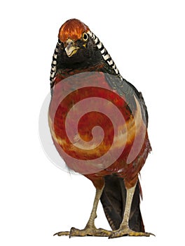 Portrait of Male Golden Pheasant