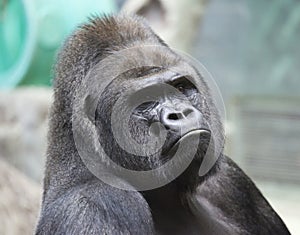 Portrait of male gorilla