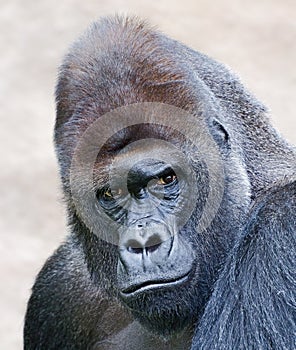 Portrait of a male gorilla