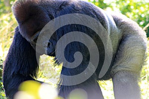 Portrait male gorilla