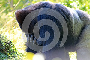 Portrait male gorilla