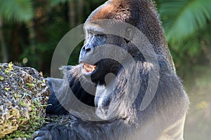 Portrait male gorilla and popcorn