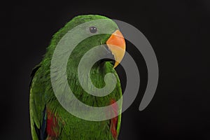 Portrait of a male green eclectus parrot bird on a black background