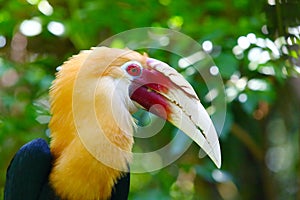 The portrait of a male Hornbill (R. plicatus)