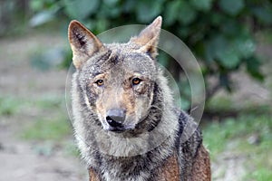 Portrait of a Male iberian wolf photo