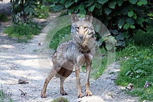 Portrait of a Male iberian wolf