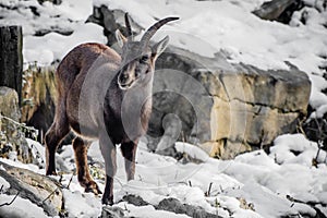 Portrait of cute ibex in winter season outdoors