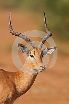 Portrait of a male impala antelope, Kruger National Park, South Africa photo