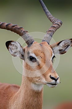Portrait of a male impala in Kruger National Park