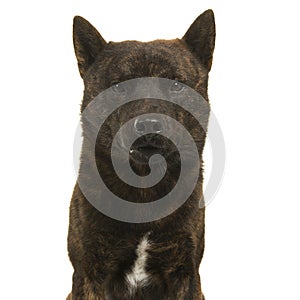 Portrait of a male Kai Ken dog looking at the camera isolated on a white background