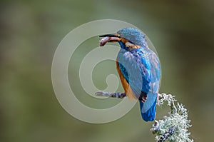 Portrait of a male kingfisher with catch