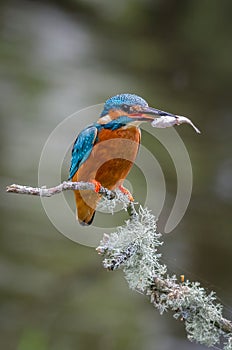 Portrait of a male kingfisher with his catch