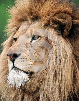 Portrait of male lion