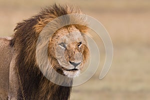 Portrait of a male lion