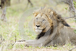 Portrait of a male lion