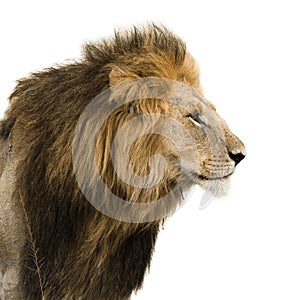 Portrait of a male lion