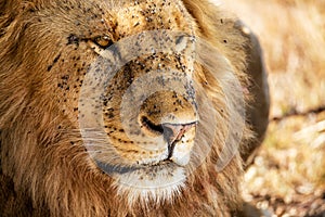 Portrait of male Lion covered with flies in Masai Mara, Kenya, Africa