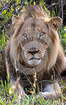 Portrait of a male lion in his natural habitat