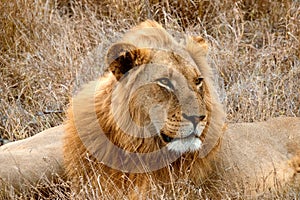 Portrait of Male Lion With Impressive Mane, South Africa