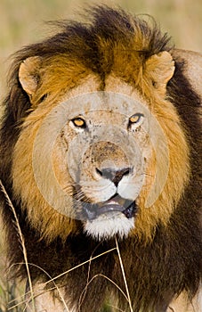 Portrait of a male lion. Kenya. Tanzania. Maasai Mara. Serengeti.