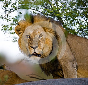 Portrait of a male lion. Kenya. Tanzania. Maasai Mara. Serengeti.