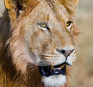 Portrait of a male lion. Kenya. Tanzania. Maasai Mara. Serengeti.