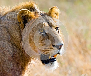 Portrait of a male lion. Kenya. Tanzania. Maasai Mara. Serengeti.