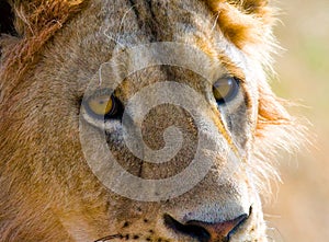 Portrait of a male lion. Kenya. Tanzania. Maasai Mara. Serengeti.