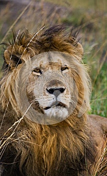 Portrait of a male lion. Kenya. Tanzania. Maasai Mara. Serengeti.