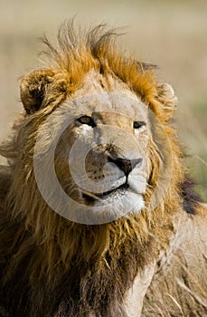 Portrait of a male lion. Kenya. Tanzania. Maasai Mara. Serengeti.