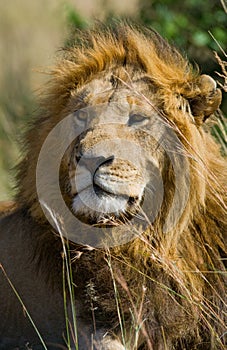 Portrait of a male lion. Kenya. Tanzania. Maasai Mara. Serengeti.