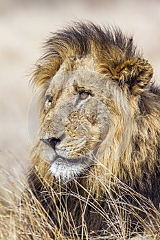 Portrait of a male lion in Kruger National park, South Africa