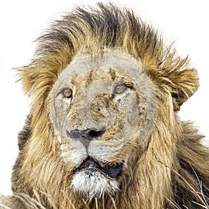 Portrait of a male lion in Kruger National park, South Africa