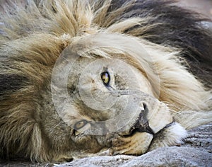 A portrait of a male lion lounging on the ground